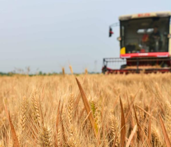 為什么我的饅頭機(jī)做的饅頭不起層？